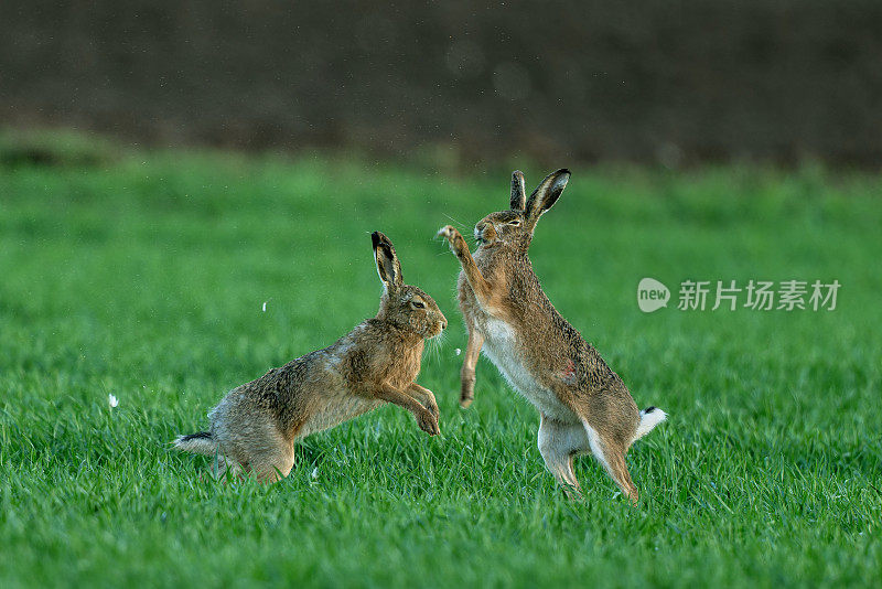 拳击褐兔(学名Lepus europaeus)